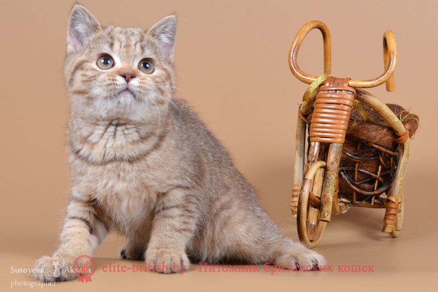 Британский котенок шоколадного пятнистого окраса Friderika From Royal collection (Фридерика)