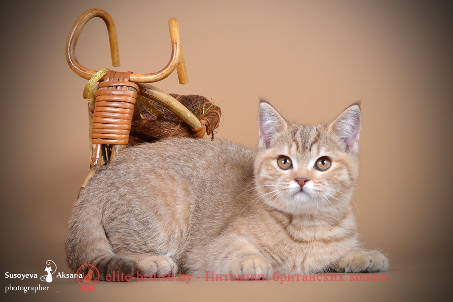 Британский котенок шоколадного пятнистого окраса Fancy From Royal collection (Фэнси)