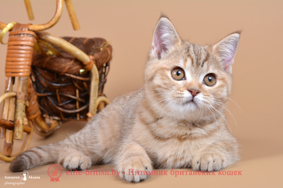 Британский котенок шоколадного пятнистого окраса Fancy From Royal collection (Фэнси)