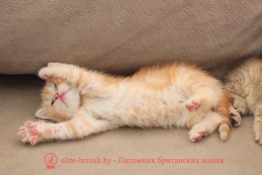 Британский котенок красного (рыжего) мраморного окраса Felix From Royal collection (Феликс)