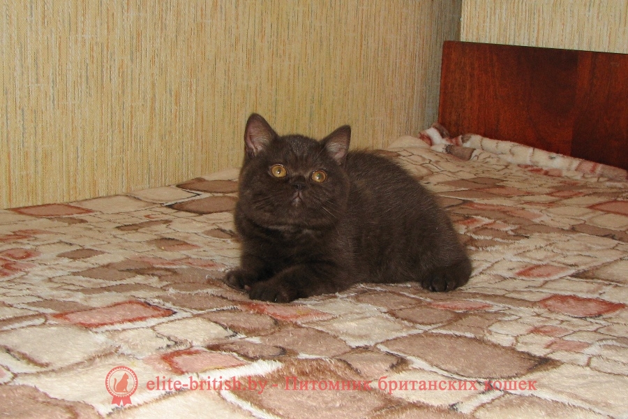 Британский котенок шоколадная черепаха Cjara (Кьяра)