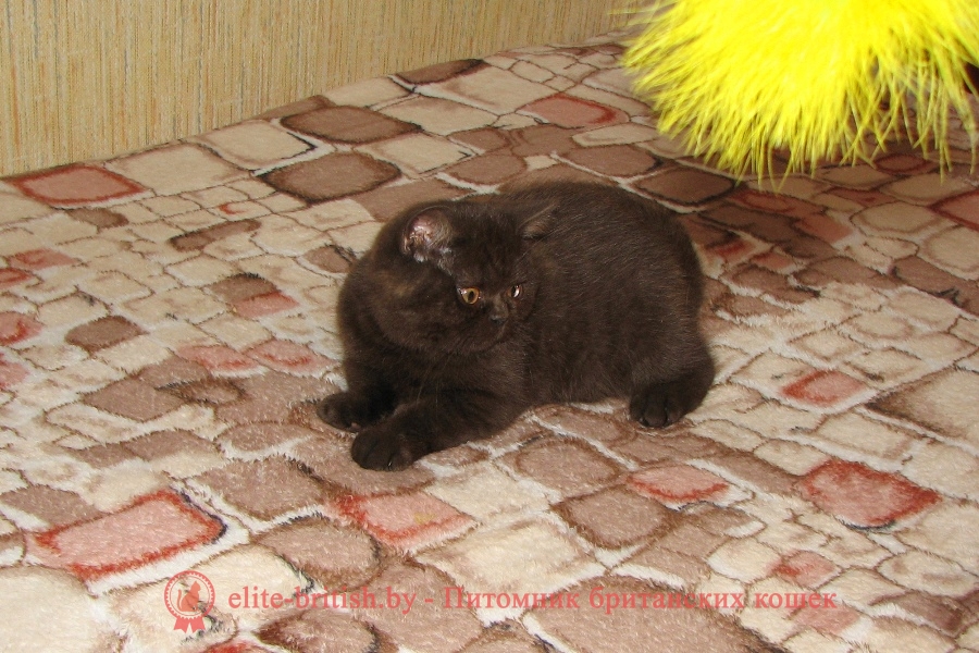 Британский котенок шоколадная черепаха Cjara (Кьяра)