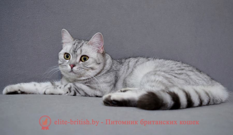 Британский котенок серебристого пятнистого окраса Aileen Irabell*BY