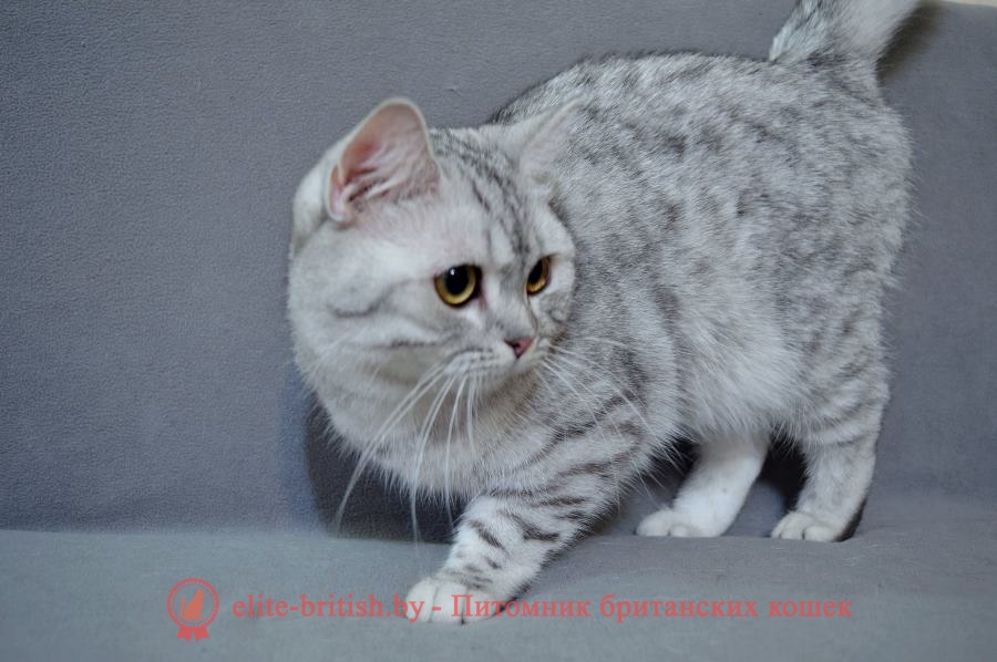 Британский котенок серебристого пятнистого окраса Aileen Irabell*BY