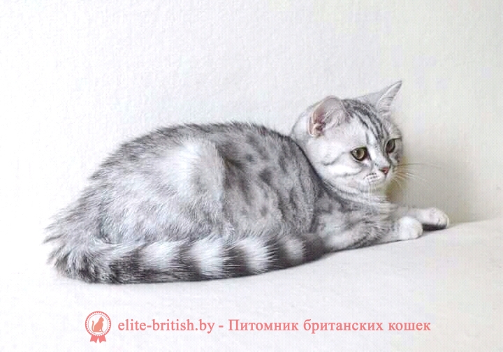 Британский котенок серебристого пятнистого окраса Aillen Irrabell*BY