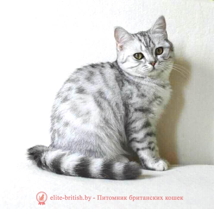 Британский котенок серебристого пятнистого окраса Aillen Irrabell*BY