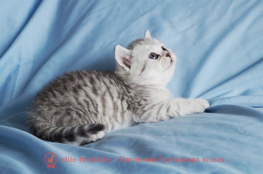 Британские котята мраморного и пятнистого окрасов - Помет "J"