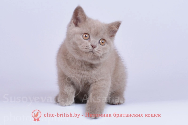 Британский котенок лилового окраса Фабио