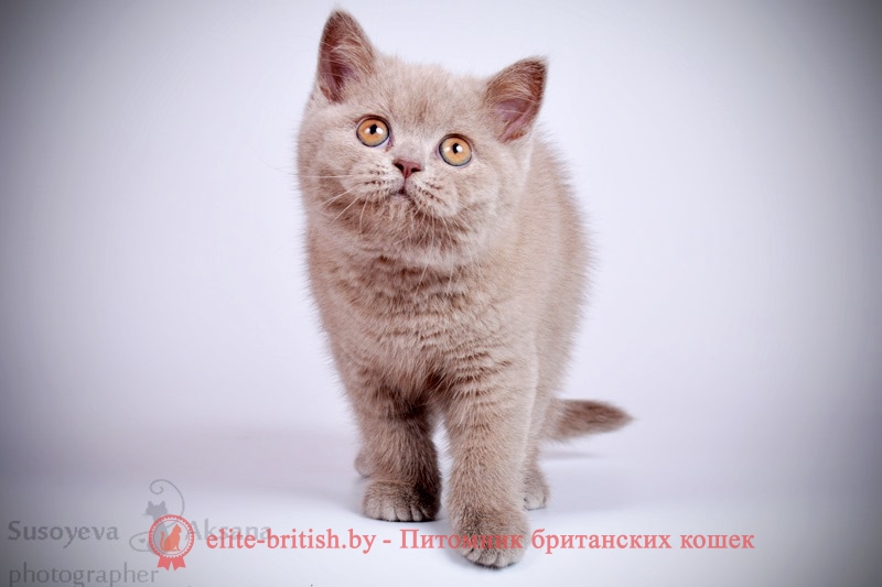 Британский котенок лилового окраса Фабио