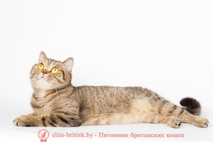 Британская кошка DOMENICA ROYAL BRITISH