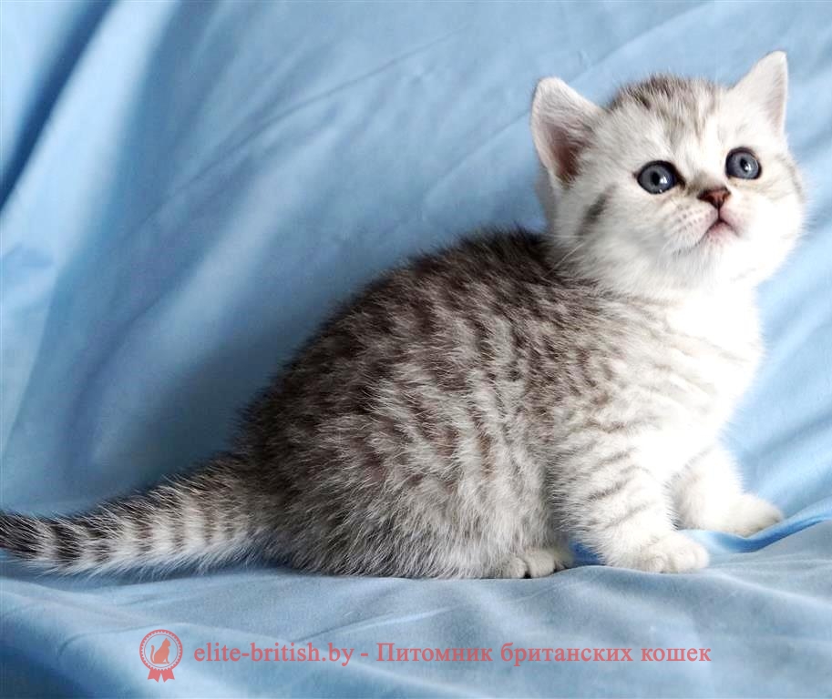 Британские котята мраморного и пятнистого окрасов - Помет "J"