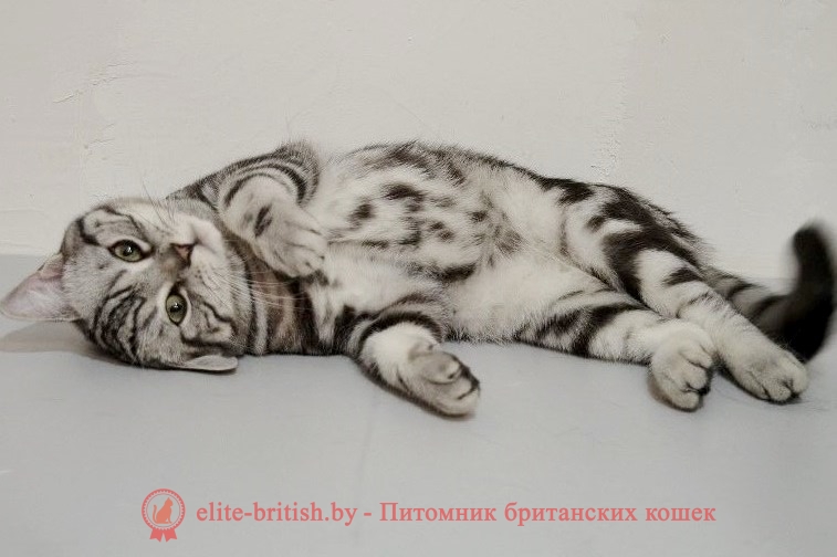 Британский котенок серебристого мраморного окраса Babette Irabell*BY