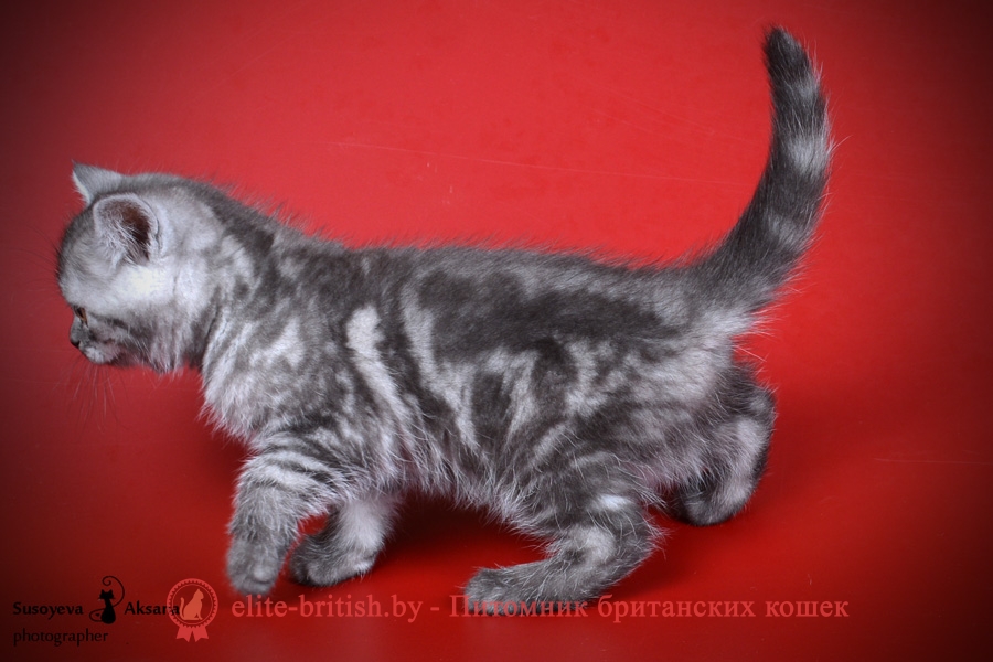 Черный дымчатый британский котенок Azira (Азира)