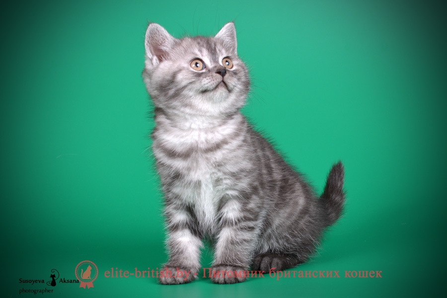Черный дымчатый британский котенок Azira (Азира)
