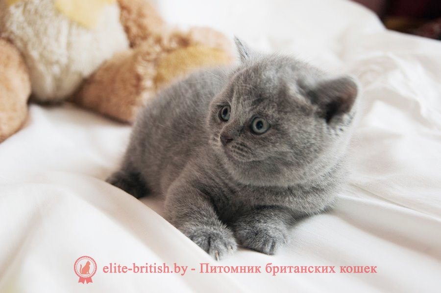 Британский котенок Bonifacius (Бонифаций) голубого окраса (BRI a)