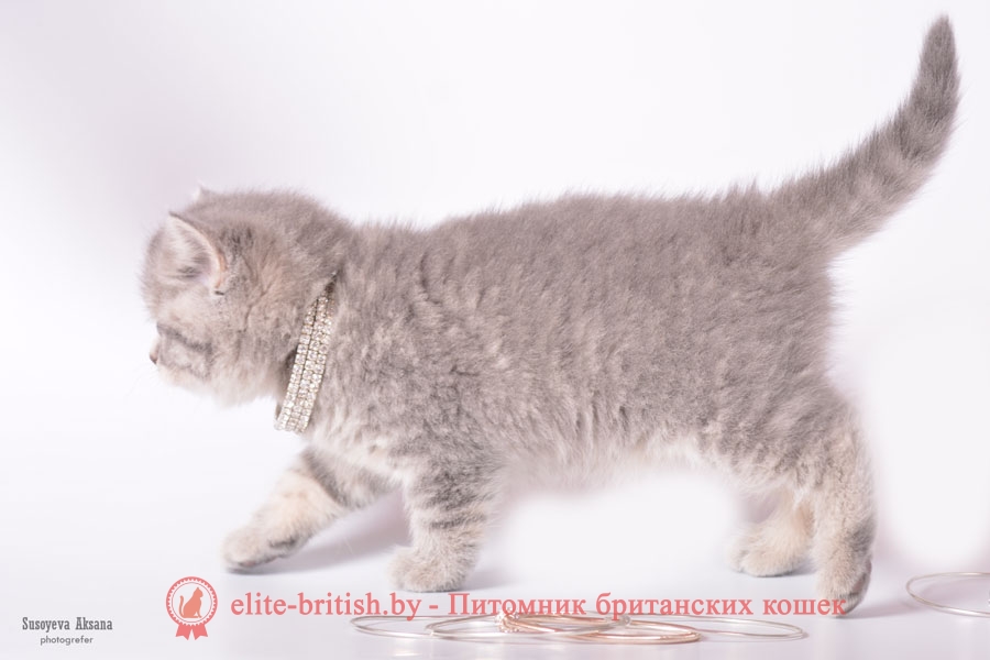 Британский котенок Jane (Дженни) голубой пятнистый (BRI a 24)