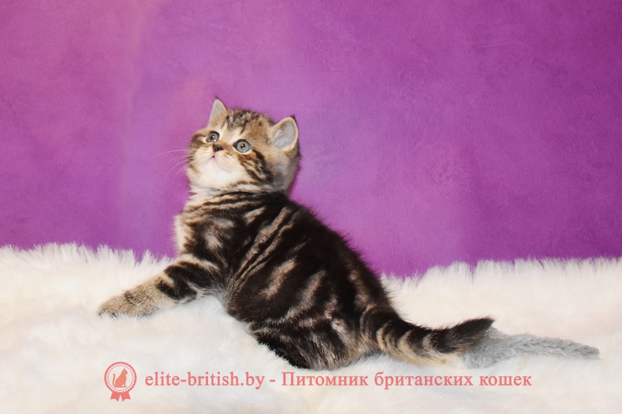 Британский котенок Jordan (Джордан), окрас черный мраморный