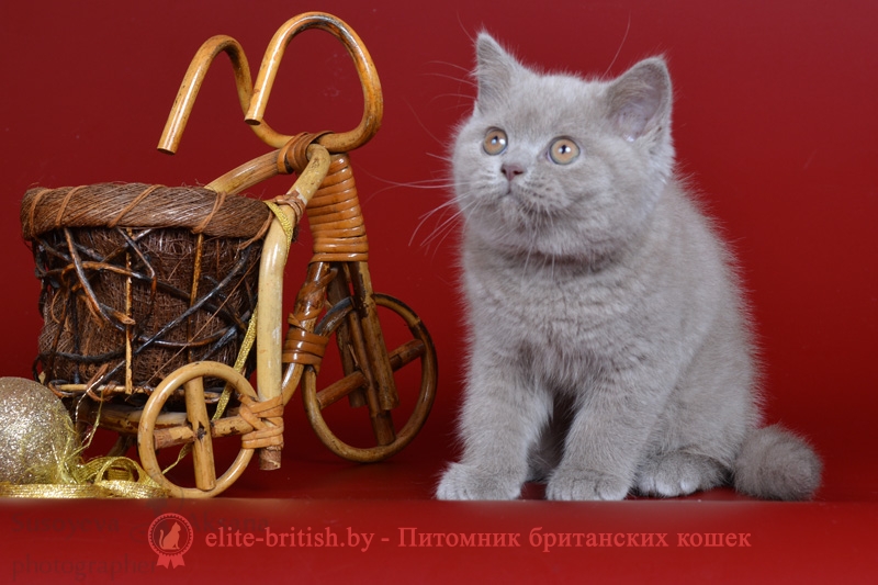 Британский котенок лилового окраса (BRI c)