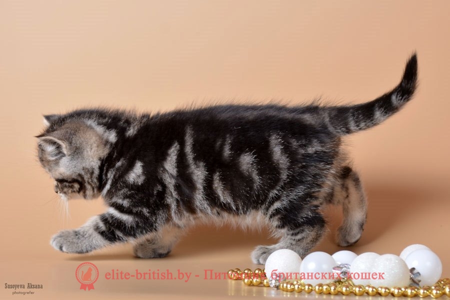 Британский котенок Jordan (Джордан), окрас черный мраморный