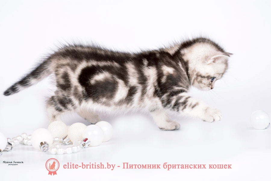 Британский котенок Klassi (Клэсси), окрас серебристый мраморный с зелеными глазами (BRI ns 22 64)