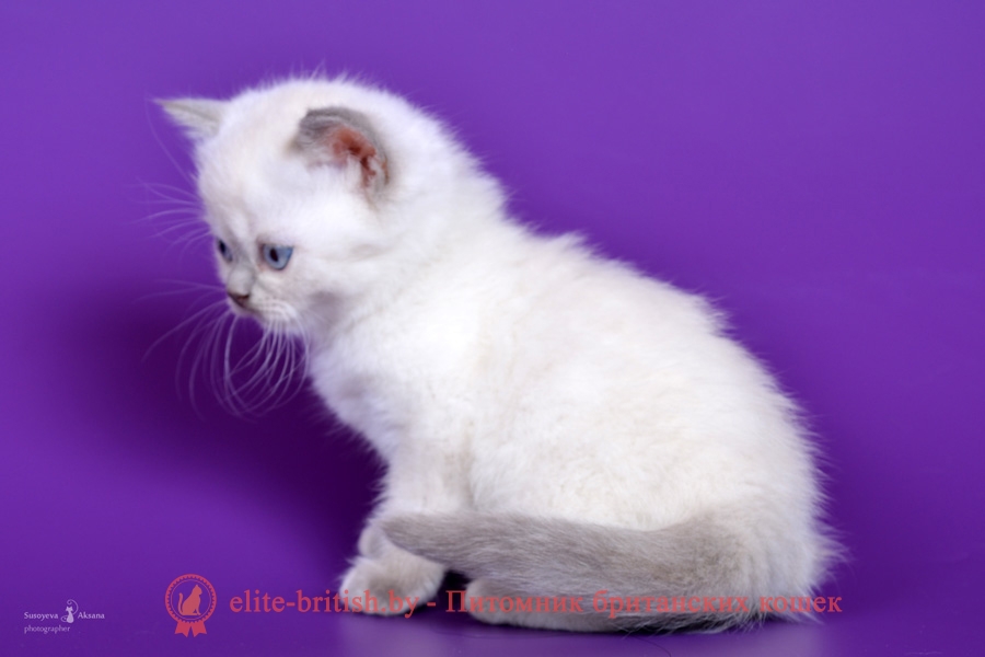 Британский котенок лиловый пойнт Daphne (Дафни)