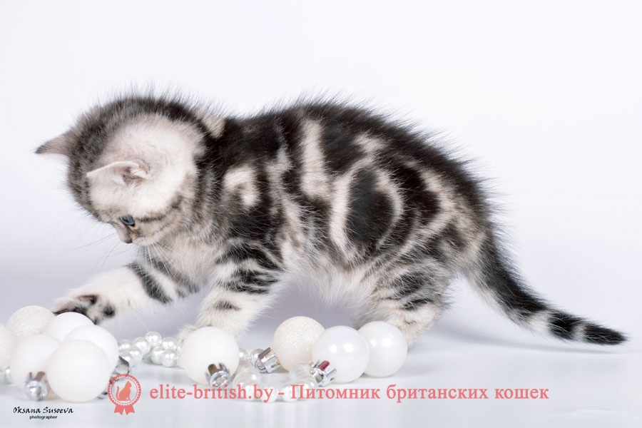 Британский котенок Klassi (Клэсси), окрас серебристый мраморный с зелеными глазами (BRI ns 22 64)