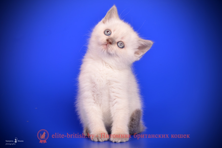Британский котенок лиловый пойнт Dolce (Дольче)