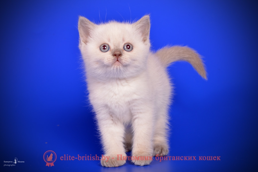 Британский котенок лиловый пойнт Dolce (Дольче)