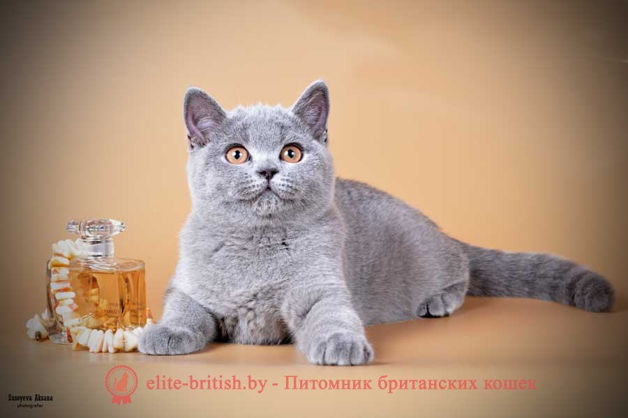 Британский котенок Brittany (Бриттани) голубого окраса (BRI a)