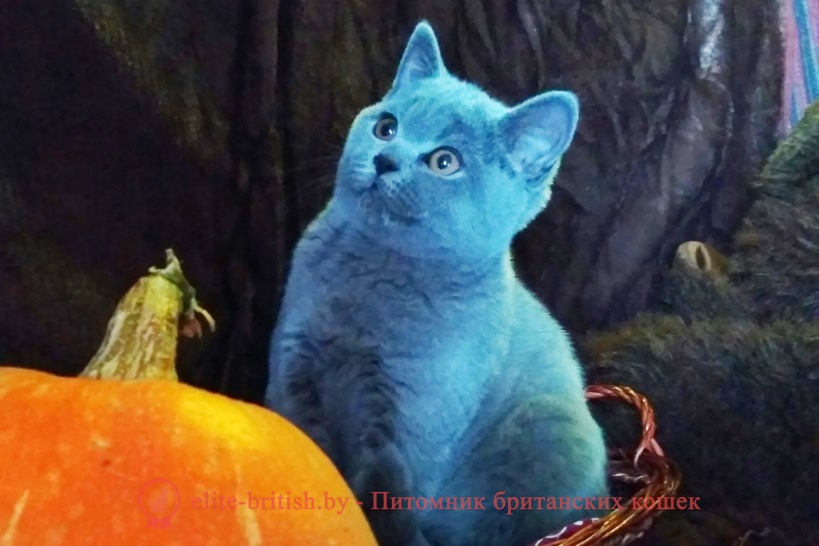Британский котенок Bonifacius (Бонифаций) голубого окраса (BRI a)