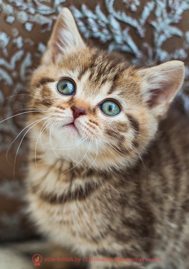 Шоколадный пятнистый британский котенок Moris (Морис)