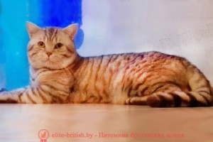 Британский кот шоколадного серебристого пятнистого окраса CH. Pasqual Kis (BRI bs 24)
