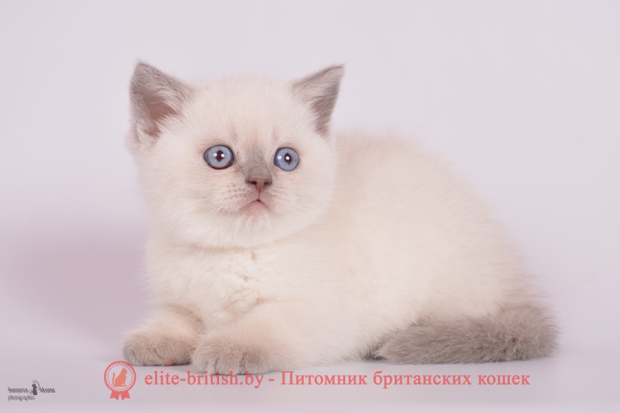 Британский котенок лиловый пойнт Diamond (Диамонд)