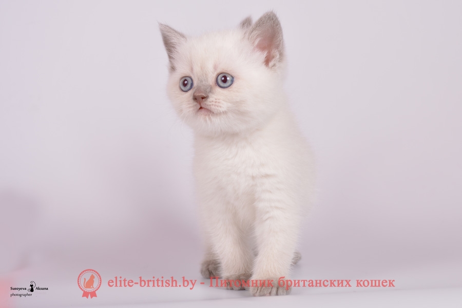 Британский котенок лиловый пойнт Diamond (Диамонд)