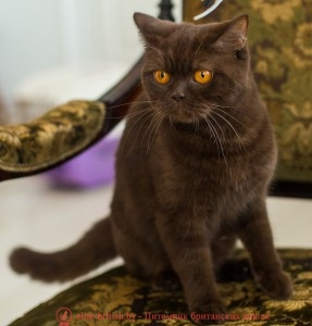 Британская кошка шоколадного окраса CH. CLEO KIS (BRI b)
