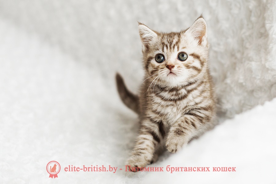 Шоколадный серебристый пятнистый британский котенок Markus (Маркус)