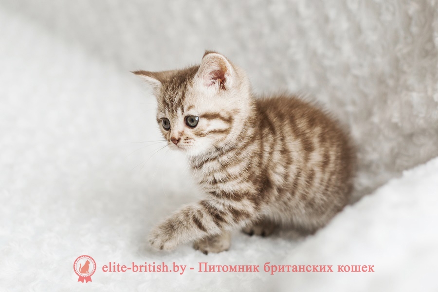 Шоколадный серебристый пятнистый британский котенок Markus (Маркус)