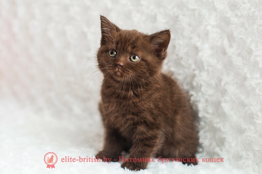 Шоколадный британский котенок Monika (Моника)