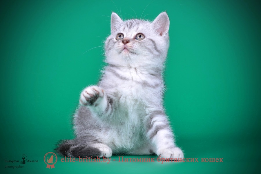 Голубой серебристый мраморный британский котенок Ramirra (Рамира)