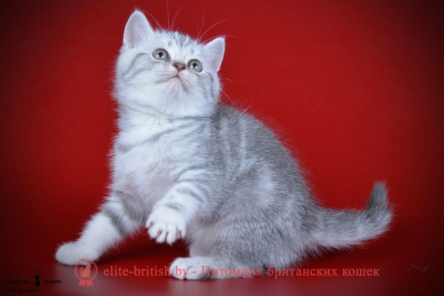 Голубой серебристый мраморный британский котенок Ramirra (Рамира)