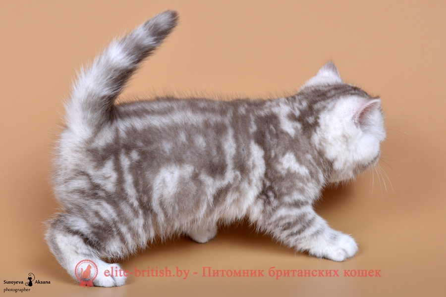 Шоколадный серебристый мраморный британский котенок Renarion (Ренарион)