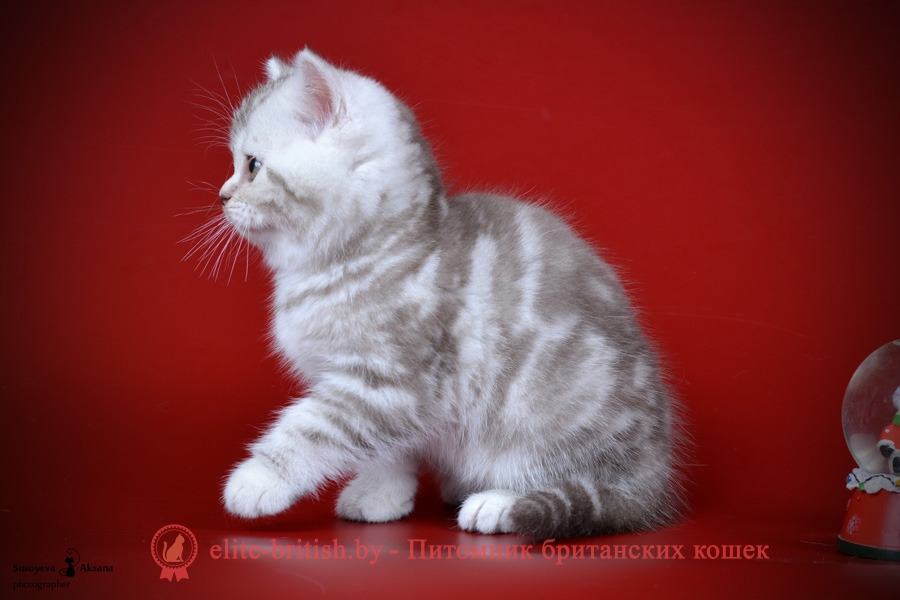 Шоколадный серебристый мраморный британский котенок Renarion (Ренарион)