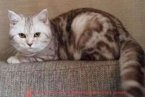 Британская кошка Ариша, шоколадный серебристый мраморный окрас