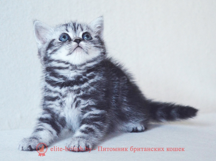 Британский котенок серебристого пятнистого окраса Babette IrabellBY