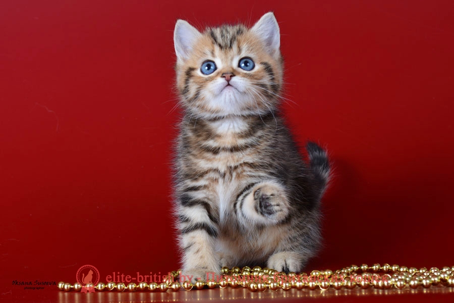 Британский котенок Kristofer (Кристoфeр), окрас золотой мраморный с зелеными глазами (BRI ny 22 64)