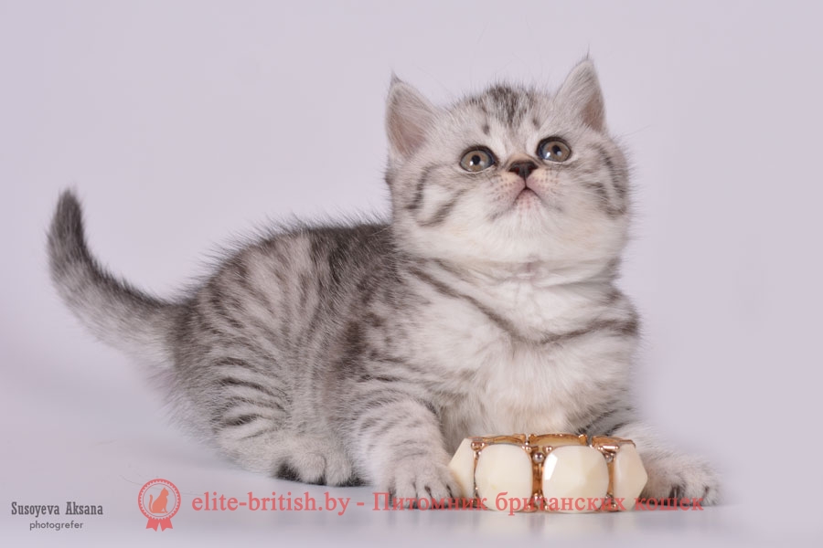 Британский котенок Jessie (Джесси), окрас серебристый пятнистый (BRI ns 24)