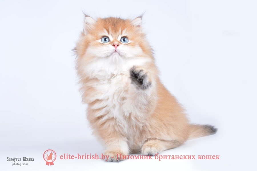 Британский котенок золотого окраса Graf GOLDEN EYES (Граф)