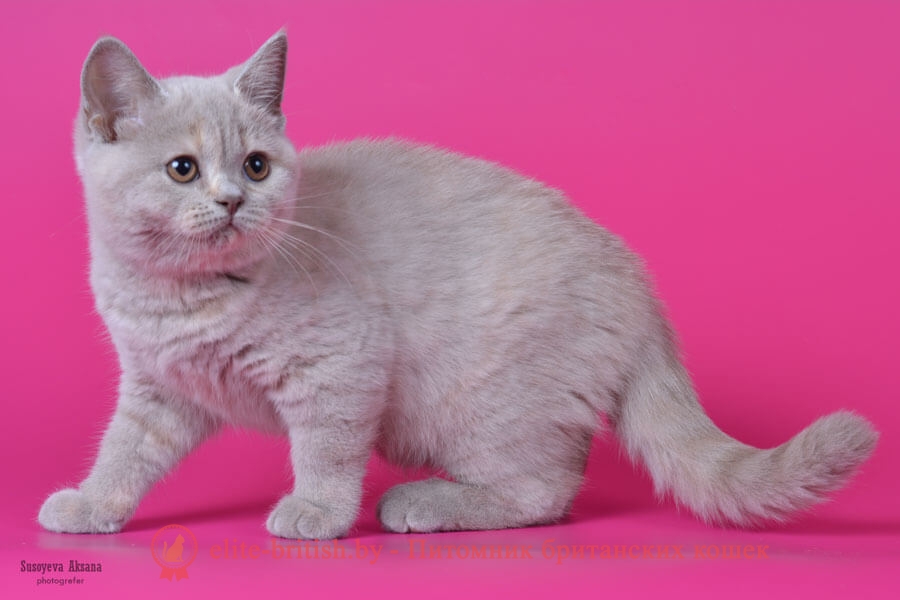 Британский котенок Шая (Shae) лилово-кремовый окрас