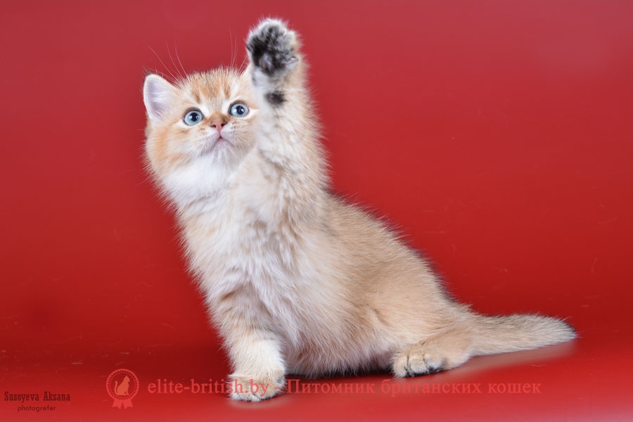 Британский котенок золотого окраса Glorija GOLDEN EYES*BY (Глoрия)
