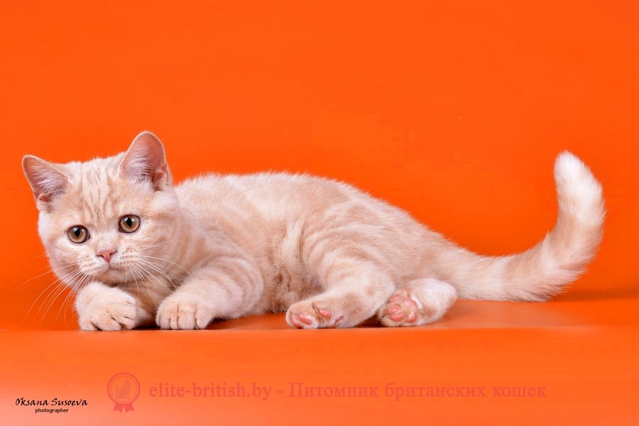 Британский котенок Sheridans (Шериданс) кремового окраса